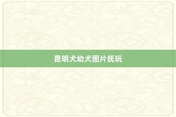 昆明犬幼犬图片抚玩