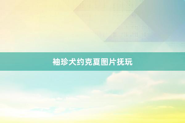 袖珍犬约克夏图片抚玩